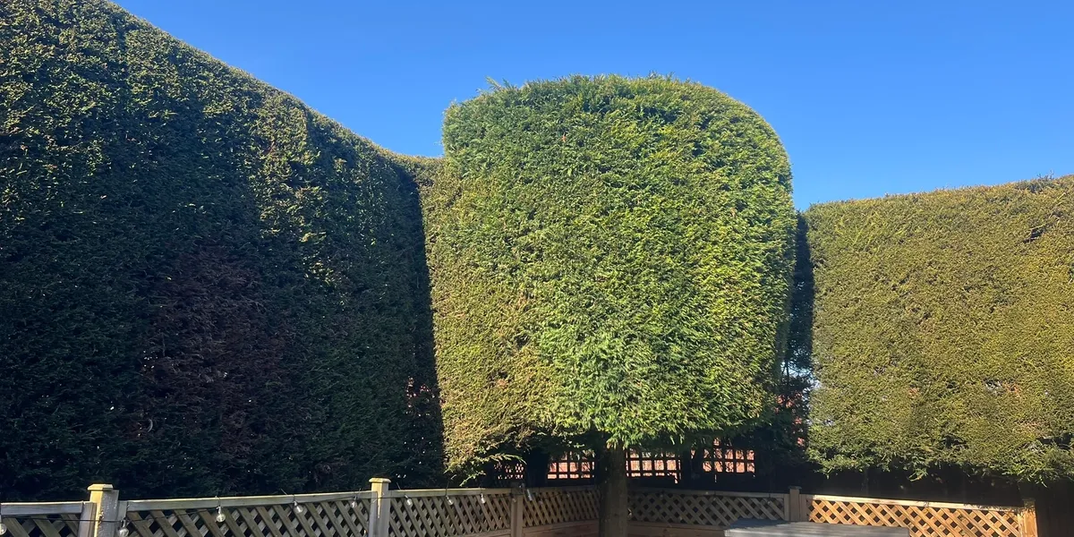 Tree and hedge maintenance by DC Tree Care