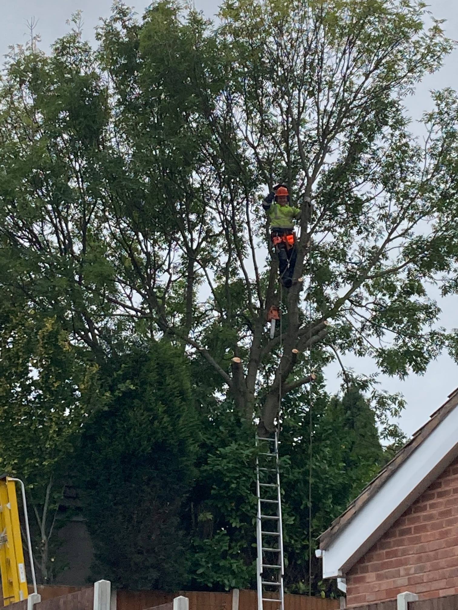 Tree surgeon carrying out tree surgery in Tamworth
